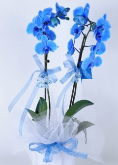2 dall mavi orkide  Eryaman ieki  iek , ieki , iekilik 