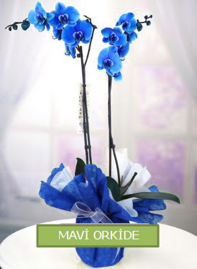 2 dall mavi orkide  Eryaman iek siparii hediye iek yolla 