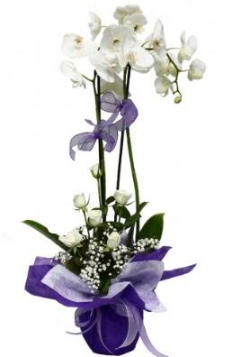 2 dall beyaz orkide 5 adet beyaz gl  Ankara Eryaman iek sat iek siparii 