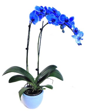 Seramikli 2 dall sper esiz mavi orkide  Eryaman ankaradaki internetten iek siparii 