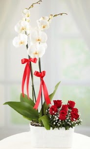 2 dall beyaz orkide ve 7 krmz gl  Eryaman iek gnderme online ieki 
