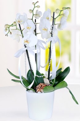 3 dall beyaz orkide  Eryaman online ieki , iek siparii  