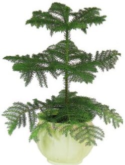 Araucaria Heterophylla i� mekan saks�  Eryaman �i�ek�i ankaraya �i�ek yolla �i�ek�iler 