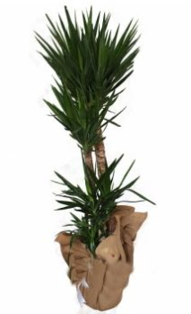 3 l� Yucca i� mekan saks� �i�e�i  �i�ek yolla Eryaman 14 �ubat sevgililer g�n� �i�ek 
