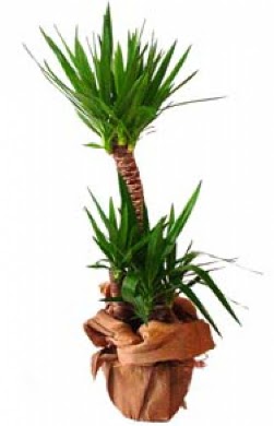 2 li yucca saks� �i�e�i  Eryaman �i�ek�i ankaraya �i�ek yolla �i�ek�iler 