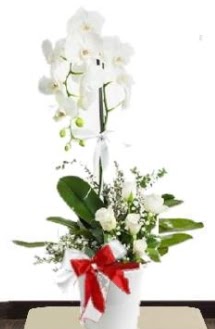 Tek dall� beyaz orkide 5 beyaz g�l  Eryaman �i�ek�i telefonlar� eryaman �i�ek 