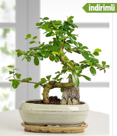 S eklinde ithal gerek bonsai japon aac  Eryaman ieki  iek , ieki , iekilik 