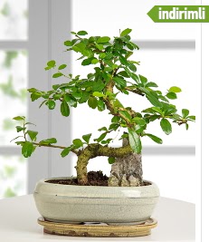 S �eklinde ithal ger�ek bonsai japon a�ac�  Eryaman �i�ek�i  �i�ek , �i�ek�i , �i�ek�ilik 