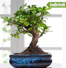 Bonsai japon a�ac�  Eryaman �i�ek g�nderme sitemiz g�venlidir 