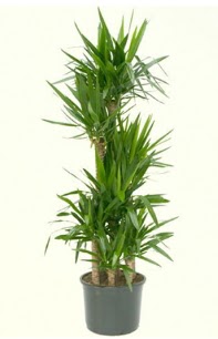 7 li yucca saks� bitkisi  Eryaman ankaradaki internetten �i�ek sipari�i 