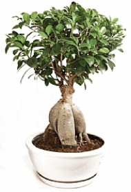 Bonsai japon a�ac� yaprak d�kmeyen  Eryaman online �i�ek�i , �i�ek sipari�i 