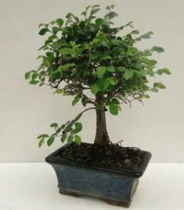 Bonsai saks� bitkisi japon a�ac�  �i�ek yolla Eryaman 14 �ubat sevgililer g�n� �i�ek 