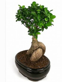 Bonsai saks� bitkisi japon a�ac�  Eryaman �i�ek�i telefonlar� eryaman �i�ek 