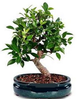 5 ya��nda japon a�ac� bonsai bitkisi  �i�ek yolla Eryaman 14 �ubat sevgililer g�n� �i�ek 