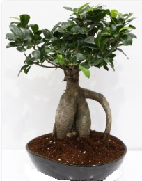 5 ya��nda japon a�ac� bonsai bitkisi  Eryaman �i�ek�i  �i�ek , �i�ek�i , �i�ek�ilik 