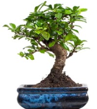 5 ya��nda japon a�ac� bonsai bitkisi  Eryaman �i�ek g�nderme sitemiz g�venlidir 