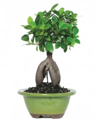 5 yanda japon aac bonsai bitkisi  Eryaman iek gnder iek servisi , ieki adresleri 