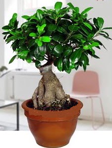 5 ya��nda japon a�ac� bonsai bitkisi  Ankara Eryaman �i�ek ma�azas� , �i�ek�i adresleri 