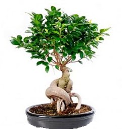 Bonsai Japon a�ac� saks� bitkisi  Eryaman �i�ek�iler �i�ek online �i�ek sipari�i 