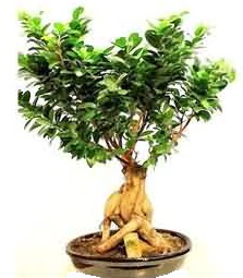 Bonsai Japon a�ac� saks� bitkisi  Eryaman �i�ek�i telefonlar� eryaman �i�ek 