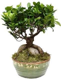 Japon aac bonsai saks bitkisi  Eryaman iek yolla , iek gnder , ieki  