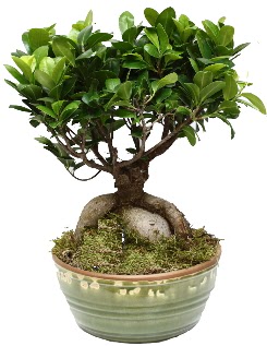 Japon a�ac� bonsai saks� bitkisi  Eryaman �i�ek yolla , �i�ek g�nder , �i�ek�i  