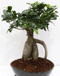 Japon aac bonsai saks bitkisi  Eryaman online ieki , iek siparii 