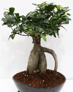 Japon a�ac� bonsai saks� bitkisi  Eryaman online �i�ek�i , �i�ek sipari�i 