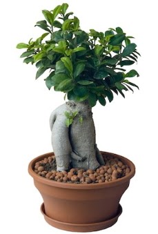 Japon a�ac� bonsai saks� bitkisi  Eryamandaki �i�ek�iler kaliteli taze ve ucuz �i�ekler 