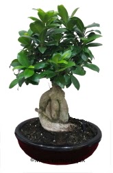 Japon a�ac� bonsai saks� bitkisi  Ankara Eryaman �i�ek yolla 