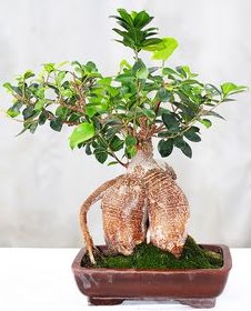 Japon a�ac� bonsai saks� bitkisi  Ankara Eryaman �i�ek yolla 