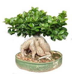 Japon aac bonsai saks bitkisi  Eryamandaki iekiler kaliteli taze ve ucuz iekler 