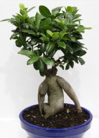 bonsai japon a�ac� saks� �i�e�i  Eryaman ankaradaki internetten �i�ek sipari�i 