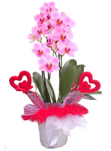 2 dall� mor orkide 2 kalp �ubuk  Eryaman �i�ek g�nderme online �i�ek�i 
