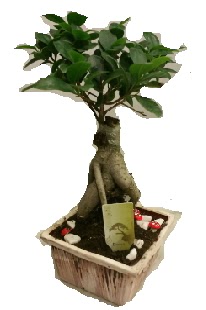Japon a�ac� bonsai seramik saks�  Eryaman �i�ek�i ankaraya �i�ek yolla �i�ek�iler 