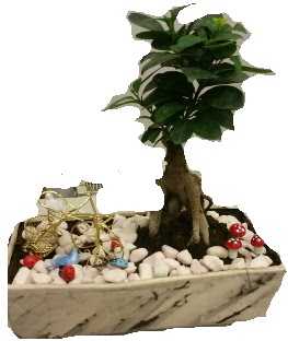 Japon a�ac� bonsai sat���  �i�ek yolla Eryaman 14 �ubat sevgililer g�n� �i�ek 