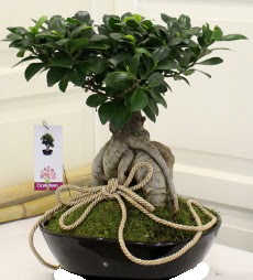 Japon aac bonsai sat  Eryaman ankaradaki internetten iek siparii 