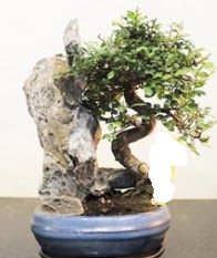 Japon a�ac� bonsai saks� bitkisi sat���  Eryaman �i�ek�i  �i�ek , �i�ek�i , �i�ek�ilik 