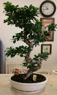 100 cm yksekliinde dev bonsai japon aac  Eryaman iek yolla , iek gnder , ieki  