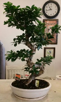 100 cm y�ksekli�inde dev bonsai japon a�ac�  Eryaman �i�ek yolla , �i�ek g�nder , �i�ek�i  