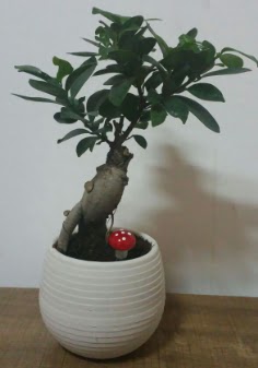 Bonsai japon a�ac� saks� �i�e�i  Ankara Eryaman yurti�i ve yurtd��� �i�ek sipari�i 