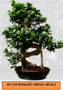 85 CM Japon a�ac� Bonsai saks� bitkisi  Ankara Eryaman �i�ek yolla 