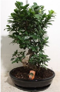 75 CM Ginseng bonsai Japon aac  Eryaman iek gnderme online ieki 
