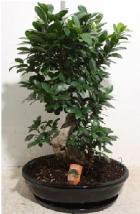 75 CM Ginseng bonsai Japon a�ac�  Eryaman �i�ek g�nderme online �i�ek�i 
