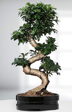 90 CM Japon A�ac� Bonsai saks� �i�e�i  Ankara Eryaman �i�ek sipari�i vermek 