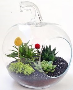Elma Terrarium orta boy 5 kakt�s  Eryaman �i�ek�i  �i�ek , �i�ek�i , �i�ek�ilik 