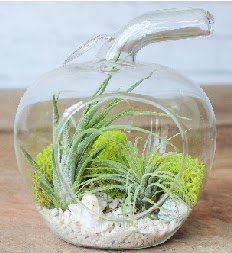 Elma terrarium k���k boy 2 kakt�s  Eryaman Ankara ucuz �i�ek g�nder 