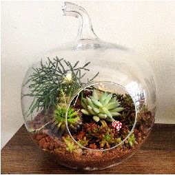 Orta boy elma terrarium 3 kakt�sl�  Eryaman �i�ek�i  �i�ek , �i�ek�i , �i�ek�ilik 