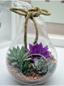 Orta boy armut 3 kakt�s terrarium  Eryaman �i�ek�i  �i�ek , �i�ek�i , �i�ek�ilik 