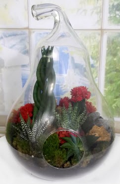 5 adet kakt�s orta boy armut terrarium  Eryaman �i�ek�i telefonlar� eryaman �i�ek 